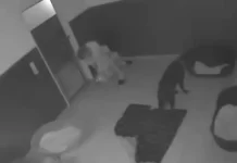 Monachium: w hotelu dla psów znęcano się nad zwierzętami. Szokujące sceny