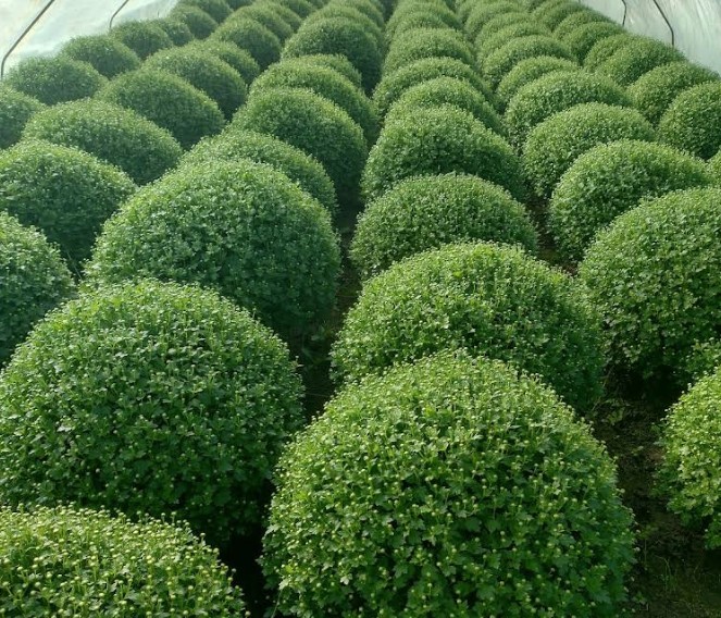 Gospodarstwo Ogrodnicze – Kwiaty do dużego ogrodu Gospodarstwo Ogrodnicze – Kwiaty do dużego ogrodu