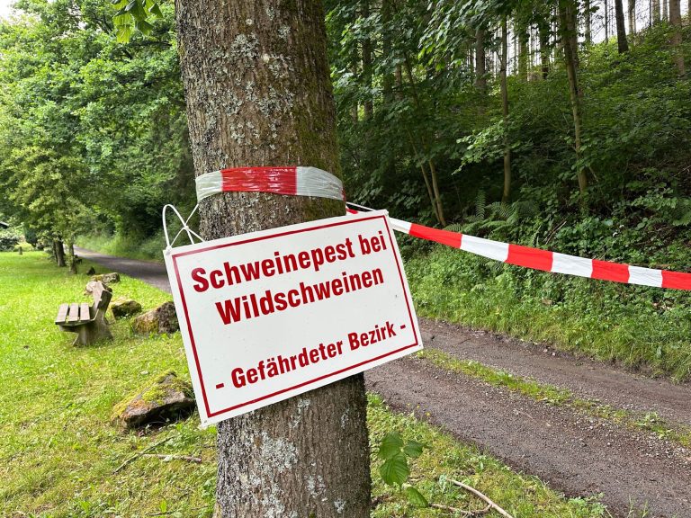 Niemcy: Myśliwi wezwani do pobierania próbek – walka z afrykańskim pomorem świń trwa