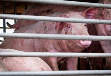 Afrykański pomór świń: Potwierdzenie ogniska choroby w Dolnej Saksonii