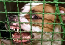 Niemcy: Agresywny pitbull pogryzł sześć osób – został zastrzelony przez policję