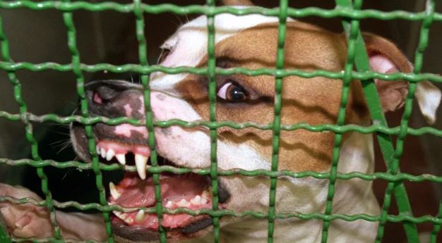 Niemcy: Agresywny pitbull pogryzł sześć osób – został zastrzelony przez policję