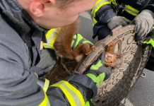 Nietypowa akcja ratunkowa dortmundzkiej policji: Wiewiórka utknęła w wieku studzienki kanalizacyjnej