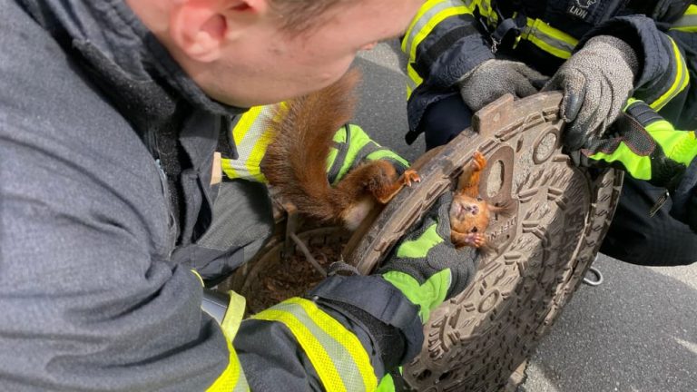 Nietypowa akcja ratunkowa dortmundzkiej policji: Wiewiórka utknęła w wieku studzienki kanalizacyjnej