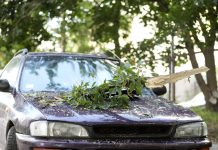 Prawo w Niemczech: kto płaci za uszkodzenie samochodu przez ułamaną gałąź?