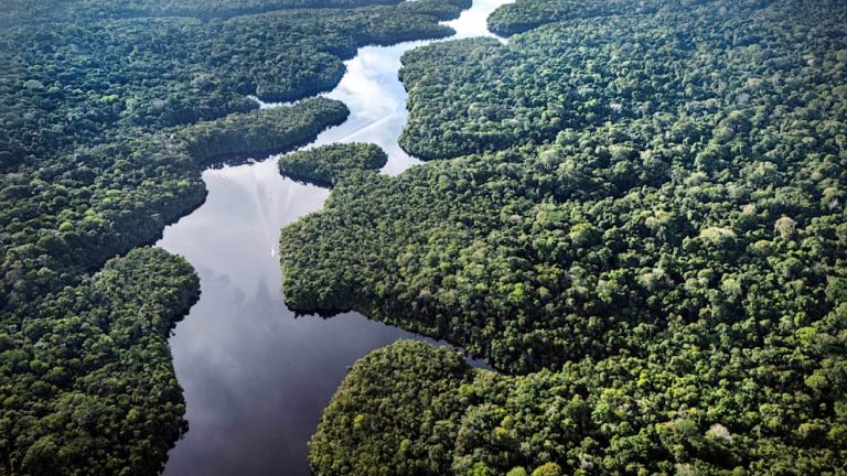 Niemcy inwestują miliard euro w ochronę lasów deszczowych. W tle napięcie po lekceważących słowach kanclerza Merza