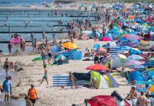 Przecinkowce z rodziny Vibrionaceae w Bałtyku – ostrzeżenie przed groźną bakterią!