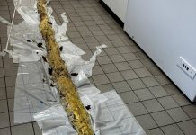 Czterometrowy pyton tygrysi znaleziony w berlińskim parku!