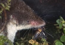 W Bawarii wykryto wirus Borna – rzadka choroba, zazwyczaj kończąca się śmiercią!