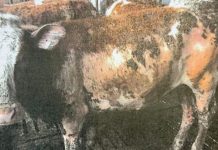 Proces w sprawie 33 martwych zwierząt w bawarskiej oborze: Rolnik pozwolił, by jego bydło utonęło w gnojowicy