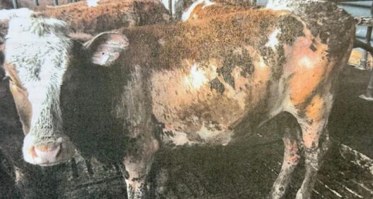 Proces w sprawie 33 martwych zwierząt w bawarskiej oborze: Rolnik pozwolił, by jego bydło utonęło w gnojowicy