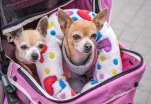 Z psem do Dubaju? Spór rodziny z Monachium z linią lotniczą miał swój finał w sądzie