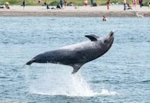 Travemünde: Delfin robi sztuczki w Bałtyku, plażowicze zachwyceni