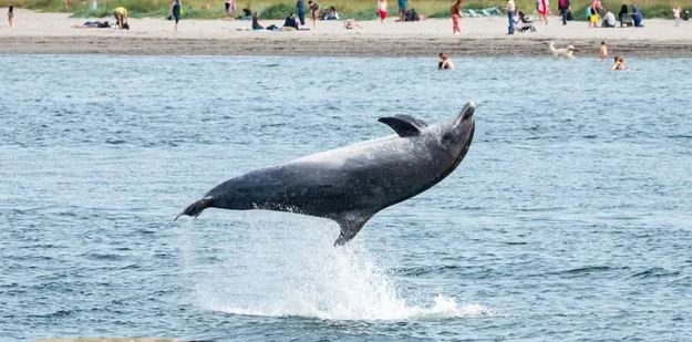 Travemünde: Delfin robi sztuczki w Bałtyku, plażowicze zachwyceni