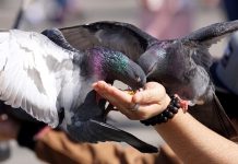 Nadrenia-Palatynat: młodej kobiecie grozi nawet do 5000 euro grzywny za karmienie gołębi