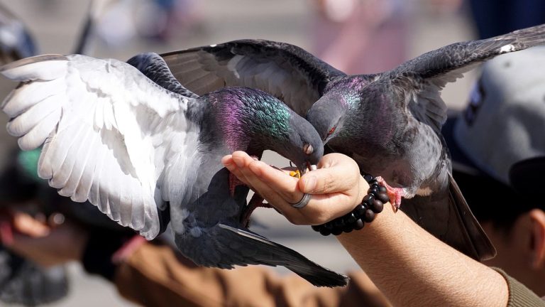 Nadrenia-Palatynat: młodej kobiecie grozi nawet do 5000 euro grzywny za karmienie gołębi