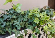 Orzeczenia sądów w Niemczech: niektórych roślin nie wolno mieć na balkonie