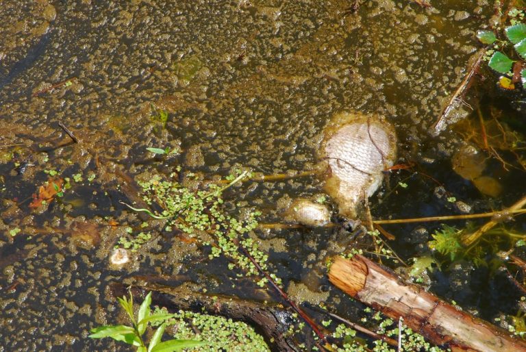 Polscy eksperci: do masowego wyginięcia ryb w Odrze przyczyniły się toksyczne algi