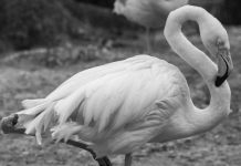 Flaming Ingo nie żyje – zmarł najstarszy mieszkaniec berlińskiego zoo. Miał co najmniej 75 lat!