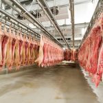 a slaughtered pig