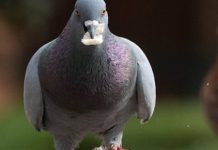 Bawaria: Mężczyzna skopał gołębia na śmierć, ponieważ zjadł jego frytkę – policja prowadzi dochodzenie