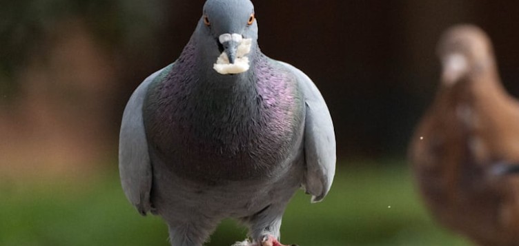 Bawaria: Mężczyzna skopał gołębia na śmierć, ponieważ zjadł jego frytkę – policja prowadzi dochodzenie
