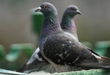 Limburg chce celowo łamać karki gołębiom – obrońcy praw zwierząt oburzeni