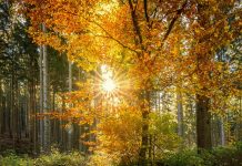 Nagły zwrot w pogodzie: z początkiem września do Niemiec powróci lato