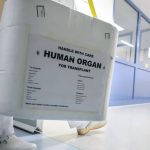 human organ