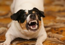 Hałaśliwy pies sąsiada: czy trzeba się z tym pogodzić? Co na ten temat mówią przepisy niemieckiego prawa?