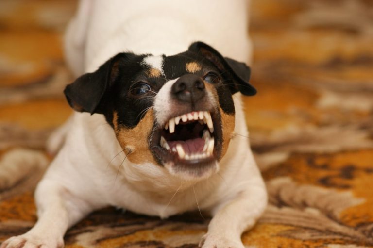 Hałaśliwy pies sąsiada: czy trzeba się z tym pogodzić? Co na ten temat mówią przepisy niemieckiego prawa?