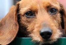 Niemcy: jamnik przez siedem tygodni nie opuścił swojej zmarłej właścicielki