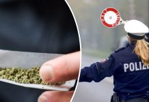 Limity i kary dotyczące jazdy po zażyciu marihuany: aktualne przepisy w Niemczech!