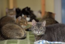 Ponad 40 kotów znalezionych w mieszkaniu w Nadrenii Północnej-Westfalii – teraz schronisko dla zwierząt w Duisburgu ma problem