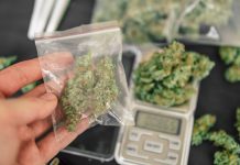 Kluby konopne w Niemczech: jak działają i ile kosztuje członkostwo?