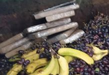 Niemcy: kokaina warta milion euro znaleziona w odpadach bio, schowana między bananami!