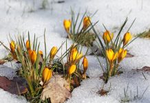 Pierwszy powiew wiosny w Niemczech – nawet do +20°C w weekend!