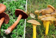 Schwarzwald: Uwaga na śmiertelnie trujące grzyby przypominające kurki!