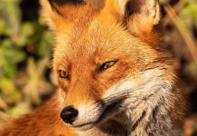 Niemcy: wirus ptasiej grypy wykryty u lisów