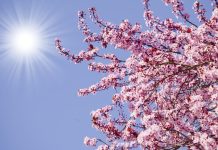 Jest nadzieja na prawdziwą wiosnę w Niemczech: synoptycy zapowiadają na początek maja znaczne ocieplenie i mniej opadów!