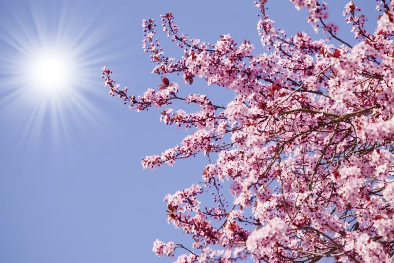 Jest nadzieja na prawdziwą wiosnę w Niemczech: synoptycy zapowiadają na początek maja znaczne ocieplenie i mniej opadów!