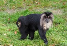 Z zoo w Lipsku skradziono małpę – trwają poszukiwania zwierzęcia