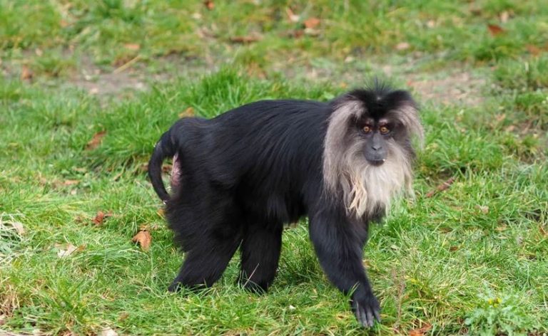Z zoo w Lipsku skradziono małpę – trwają poszukiwania zwierzęcia