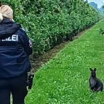 niemiecka policja złapała kangura