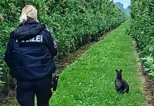 Niemcy: Po 22 dniach poszukiwań policja złapała kangura!