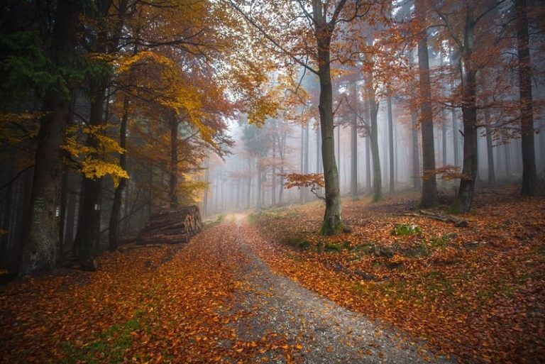 Las w Niemczech – jak rozpoznać czy las jest prywatny i czy mimo wszystko mogę do niego wejść?