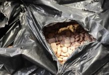 Rekordowe znalezisko w Niemczech: Celnicy przechwycili Captagon o wartości 60 milionów euro