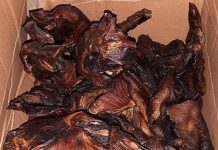 Niemcy: Policja skonfiskowała pieczone nietoperze