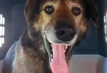 Pies uciekł właścicielowi i przebiegł 440 kilometrów z Kolonii do Hamburga