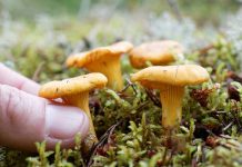 Kara do 50.000 euro lub pięć lat więzienia: oto czego nie wolno robić w niemieckich lasach